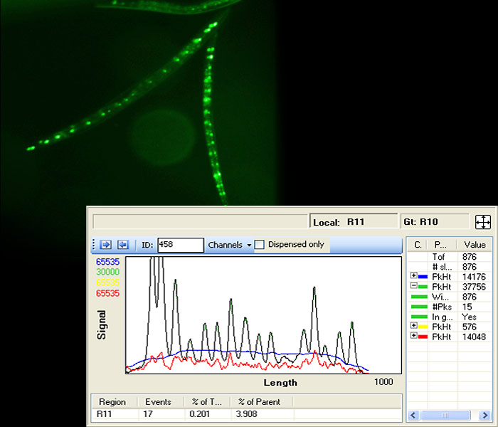 Profiling GFP-expressing seam cells in nematodes.
