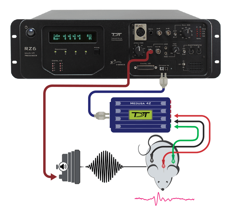 Auditory-Presentation_Evoked-Response-system_Connection-Map