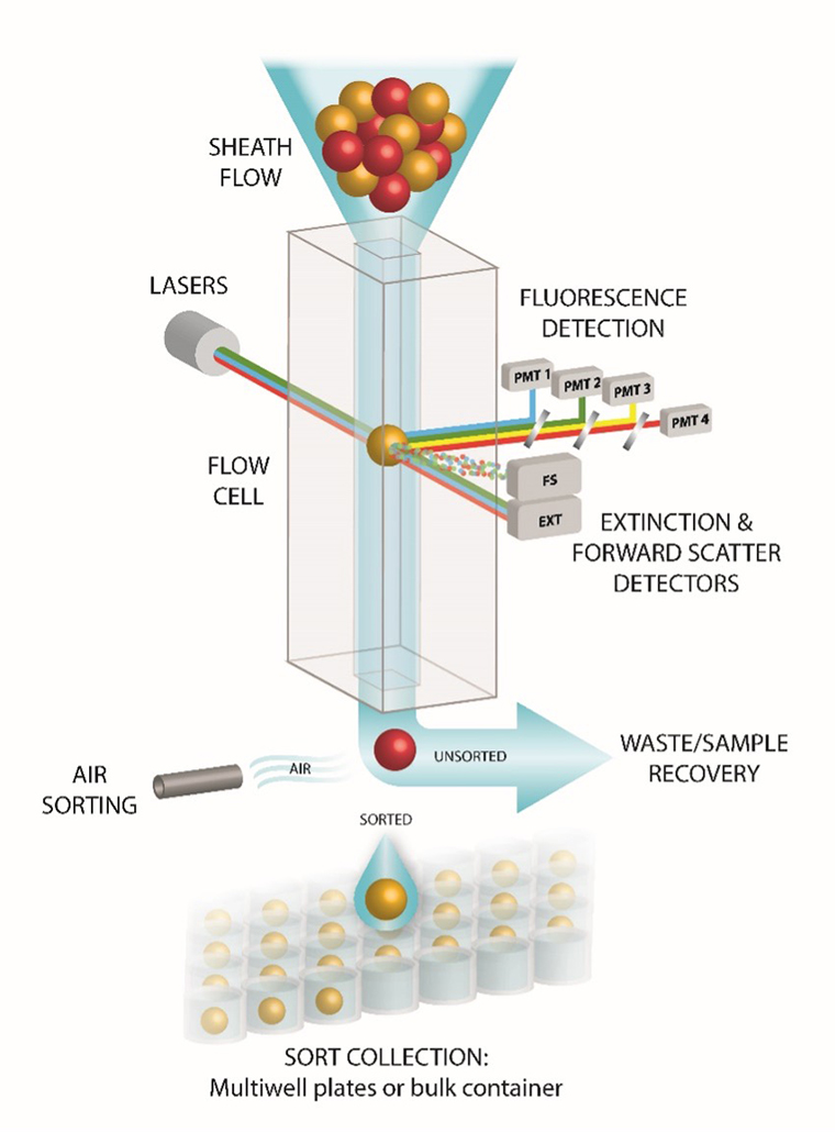 Sorting diagram - COPAS Infinity